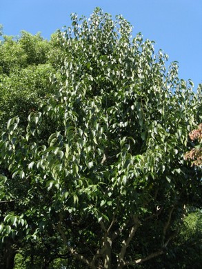 Народные названия: эвкоммия вязолистная, гуттаперчевое дерево.